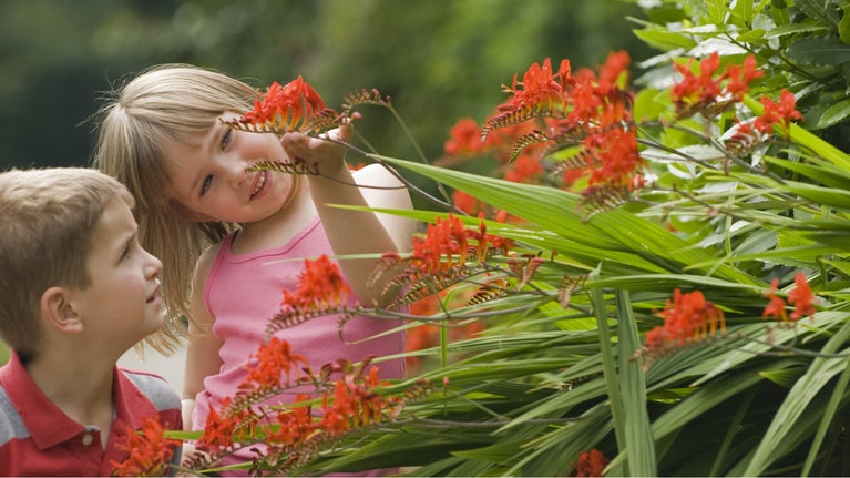 A young boy and girl looking at red flowers in the garden at Erddig, Wrexham, Wales